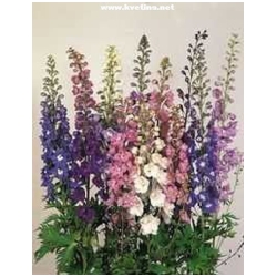 Delphinium 'Magic Fountains Bright Eye' - Ostro�ka, Stra�ka