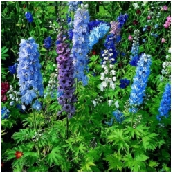 Delphinium 'Magic fountains the blues' - Stra�ka, Ostro�ka