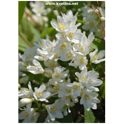 Deutzia gracilis 'Nikko' - Trojpuk n�n�