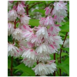 Deutzia hybrid 'Pink Pom-Pom' - Trojpuk n�n�