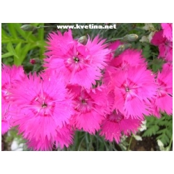 Dianthus gratianopolitanus  - Karafi�t