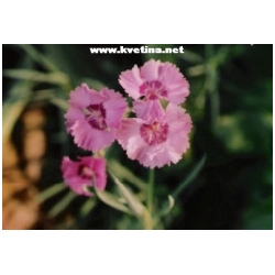 Dianthus deltoides  'Flashing liht' - Karafi�t