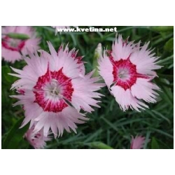 Dianthus plumarius  - Karafi�t