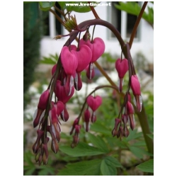 Dicentra spectabilis - Srdcovka n�dhern�