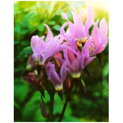 Dodecatheon meadia - Bo�� kv�t, bo�skokv�t