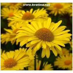 Doronicum orientale /caucasicum/ - Kamzi�n�k