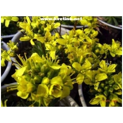 Draba rigida - Chudina pevn�