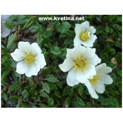 Dryas sundermannii - Dry�dka