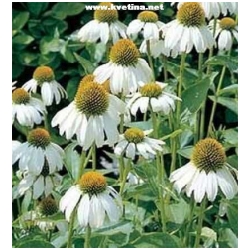 Echinacea purpurea /Rudbeckia purpurea/ - T�apatka