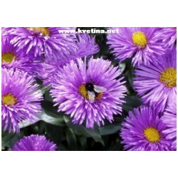 Erigeron hybrida - Turan