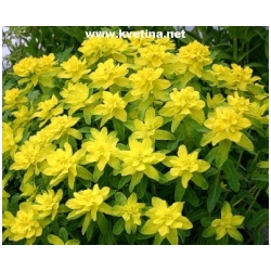 Euphorbia polychroma - Pry�ec mandlo�ov�