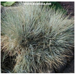 Festuca glauca - Kost�ava siv�