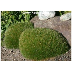 Festuca scoparia /gautieri/ 'Pic Carlit' - Kost�ava