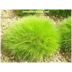 Festuca pumila - Kost�ava