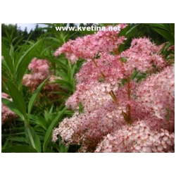 Filipendula purpurea 'Elegans' - Tu�ebn�k