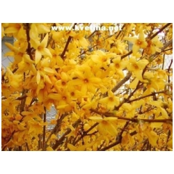 Forsythia x intermedia  - Zlatice prost�edn�