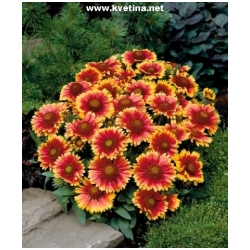 Gaillardia grandiflora 'Arizona Sun' - Kokarda