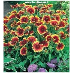Gaillardia hybrida - Kokarda