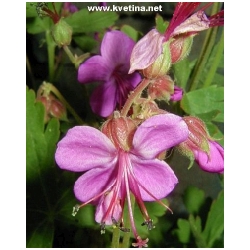 Geranium cantabrigiense - Kakost