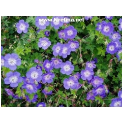 Geranium grandiflorum - Kakost