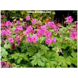 Geranium macrorrhizum - Kakost