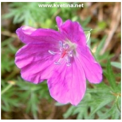 Geranium sanquineum - Kakost