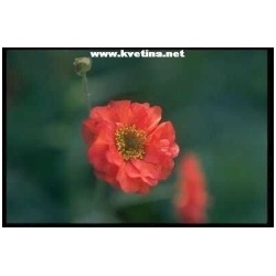 Geum hybridum - Kukl�k