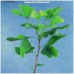 Gingko biloba  - Jinan dvoulalo�n�
