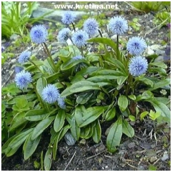 Globularia cordifolia - Koulenka
