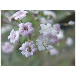 Gypsophila repens - ��ter, Nev�stin z�voj