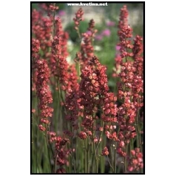 Heuchera brizoides - Dlu�icha krvav�