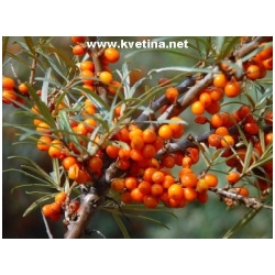 Hippophae rhamnoides - Rakytn�k �e�etl�kov�, �zkolist�