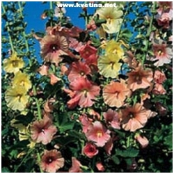 Alcea /althaea/ rosea 'Pastorale' - Topolovka, proskurn�k