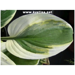 Hosta hybrida "Carnival" - Funkie, bohy�ka