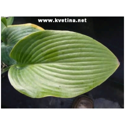 Hosta hybrida 'Halcyon' - Funkie, bohy�ka