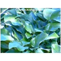 Hosta hybrida 'Krossa Regal' - Funkie, bohy�ka