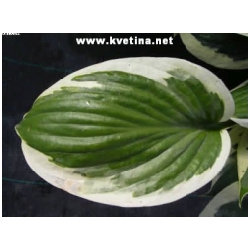 Hosta hybrida "Karin" - Funkie, bohy�ka