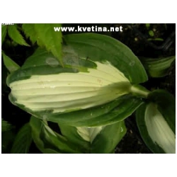 Hosta hybrida 'Night before christmas' - Funkie, bohy�ka