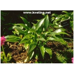 Hosta tardiflora - Bohy�ka pozdn� ( funkie )