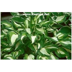 Hosta undulata /univittata/ "Elegans" - Bohy�ka vlnitolist� ( funkie )