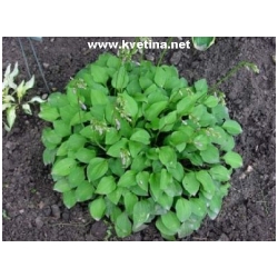 Hosta venusta - Bohy�ka spanil� (funkie)