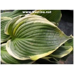 Hosta hybrida 'Yellow river' - Funkie, bohy�ka