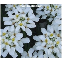 Iberis sempervirens - Iberka, �t�ni�n�k