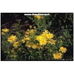 Inula ensifolia 'Compacta' - Oman me�olist�