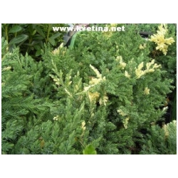 Juniperus davurica 'Expansa Variegata' - Jalovec davursk�