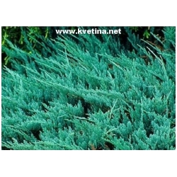 Juniperus horizontalis 'Blue Chip' - Jalovec pol�hav� st��b�it� namodral�