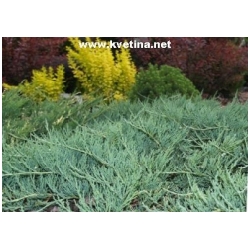 Juniperus horizontalis 'Douglasii' - Jalovec polehl�