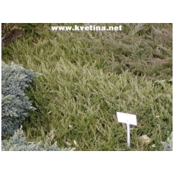 Juniperus horizontalis 'Glauca' - Jalovec polehl�