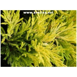 Juniperus horizontalis 'Lime Glow' - Jalovec polehl�