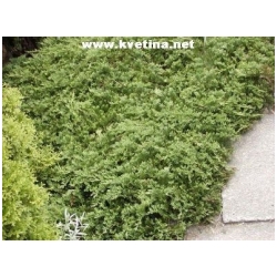 Juniperus horizontalis 'Wiltonii' - Jalovec polehl� Wilton�v